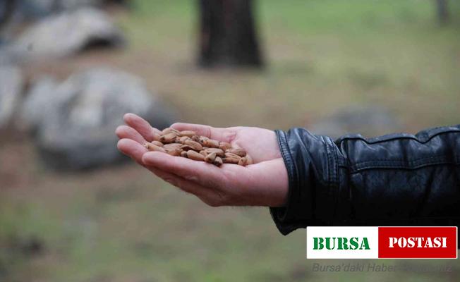 Kozak Yaylası’nda çam fıstığı bekleyişi