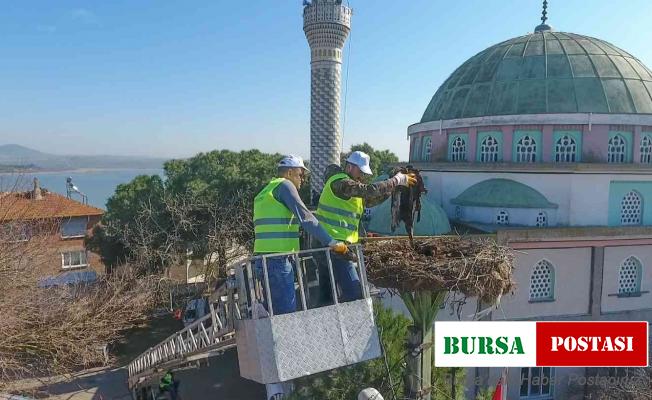 Leylek yuvalarında bahar temizliği