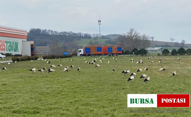 Leyleklerden zorunlu iniş