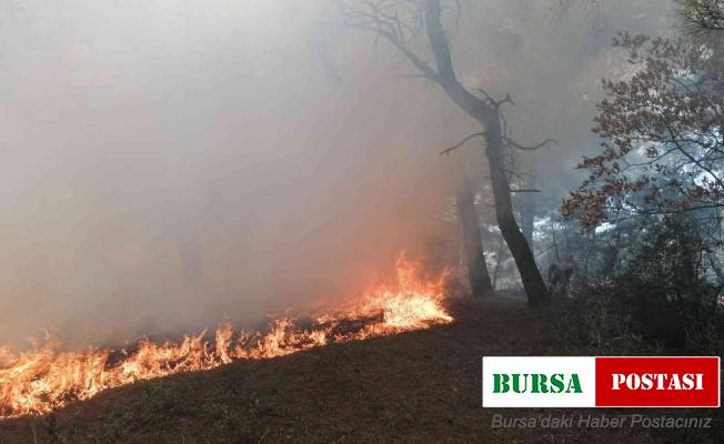 Manisa’da orman yangını köylülerin de yardımıyla kontrol altına alındı