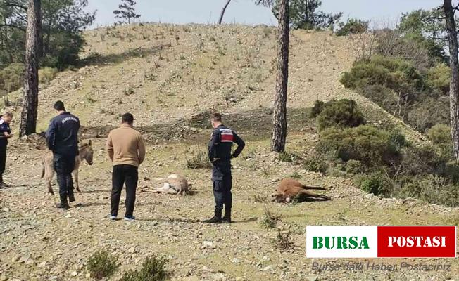 Marmaris’te başıboş eşekler tüfekle vurulmuş halde bulundu
