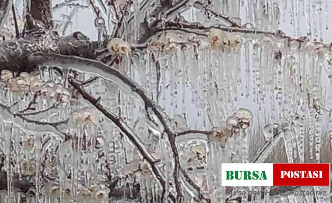 Mersin’de kayısı bahçelerini don vurdu