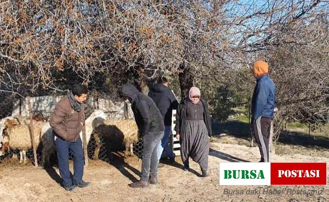 Mersin’de köpekler, 1 koyun ve 4 kuzuyu telef etti