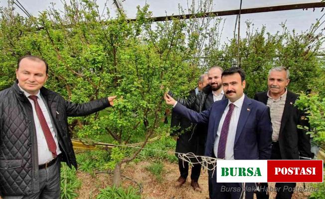 Mersin’de örtü altında yetiştirilen erik, üreticinin yüzünü güldürüyor