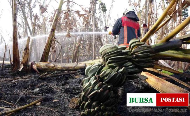 Mersin’de sera ve muz bahçesi yandı