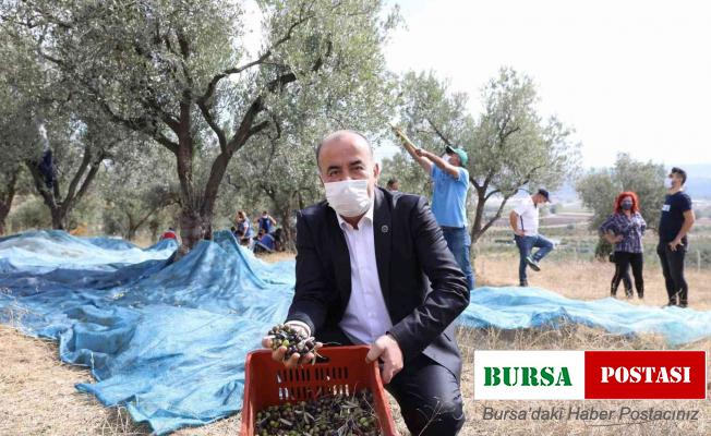 Mudanya’nın geleneksel zeytin yetiştiriciliği Unesco’ya aday