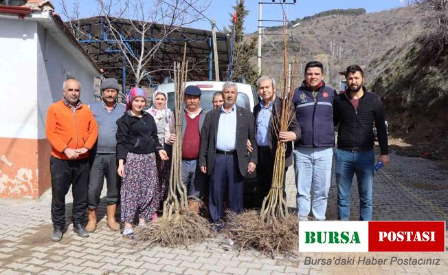 Nazilli’de 2. etap kestane fidanları dağıtıldı