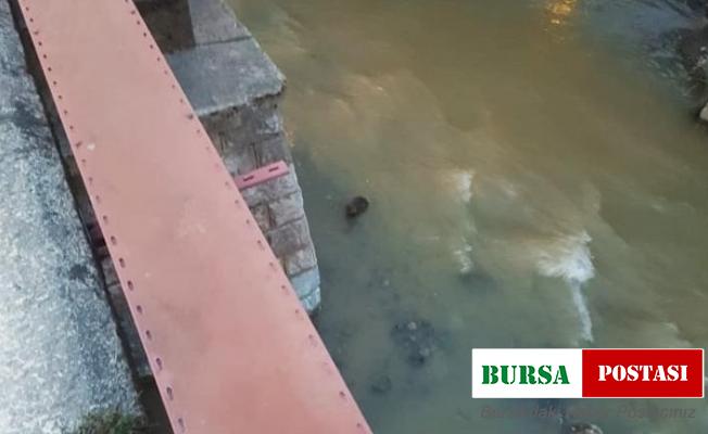 Nesli tükenmek üzere olan su samurları derede görüntülendi