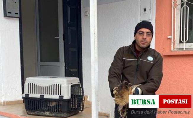 Nesli tükenmekte olan yaralı Hint balıkçıl kuşu koruma altına alındı