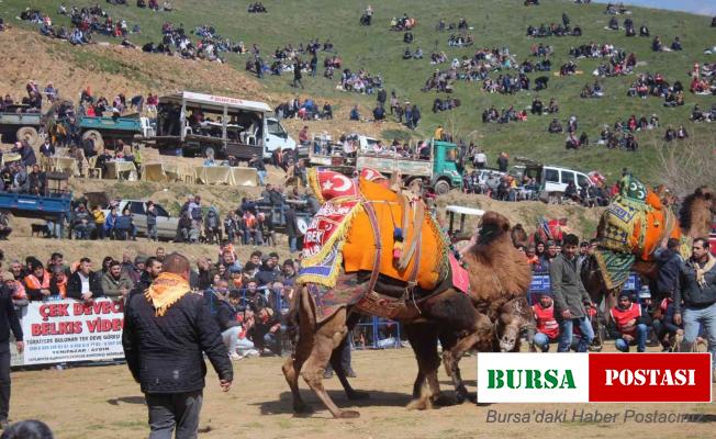 Ödemiş’te 25. Konaklı Deve Güreşleri gerçekleşti
