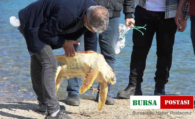 Ölü caretta caretayı görenler şoke oldu