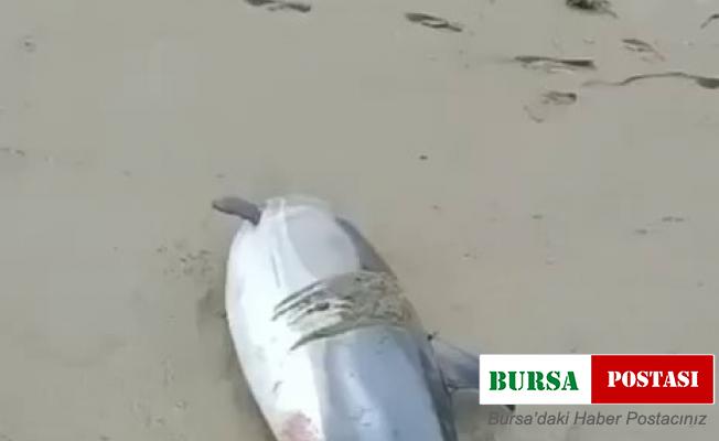 Ölü yunuslar sahile vurdu, vatandaş tepki gösterdi