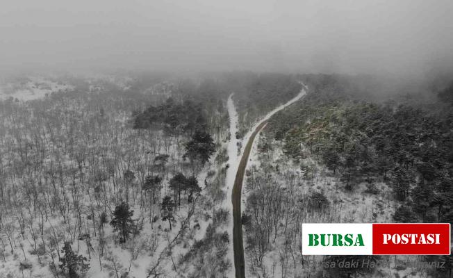 Ormanlık alanda kar ve sisin buluşması ile oluşan görsel şölen