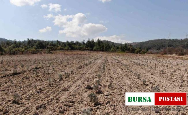 Ortaköy Mesire Alanına lavanta dikildi