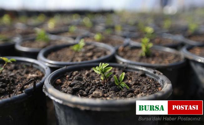 Pamukkale güzelliğini kendi ürettiği bitkilerden alıyor