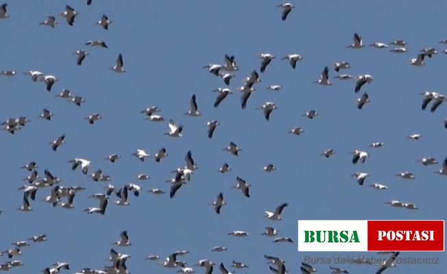 Pelikanların göçü görsel şölen oluşturdu