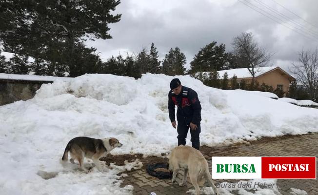 Polis ve jandarma ekipleri sokak hayvanlarını unutmadı