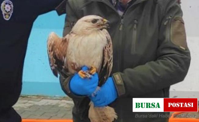 Polisin bulduğu yaralı kartal tedavi altına alındı