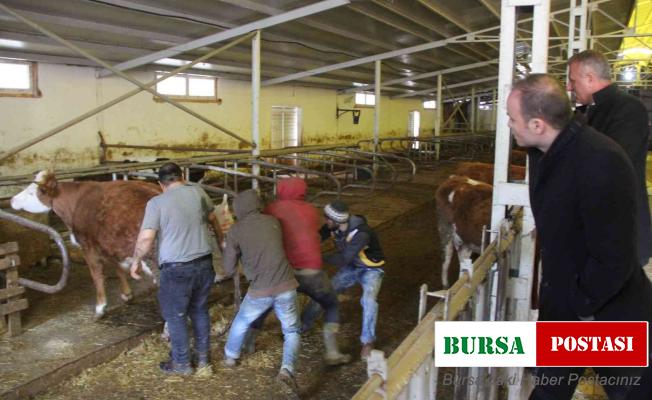 Projenin ilk buzağıları dünyaya geldi, kaymakam doğuma şahit oldu