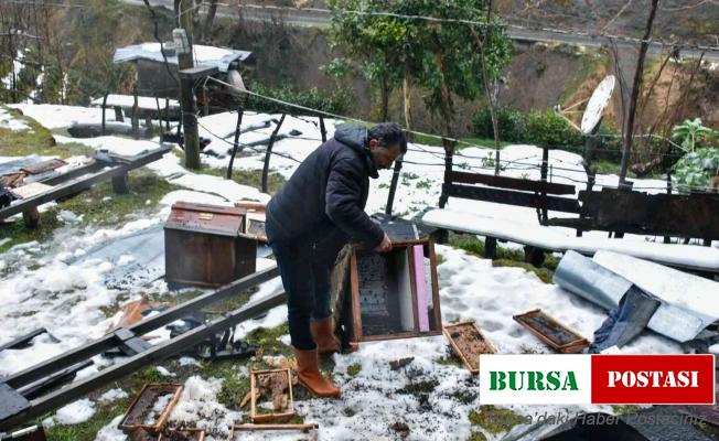 Rize’de aç kalan ayılar köye indi, 42 kovana zarar verdi