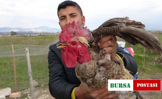 Sahibinin kesmeye kalktığı horoz ’Anne’ diye bağırmaya başlayınca kesilmekten kurtuldu