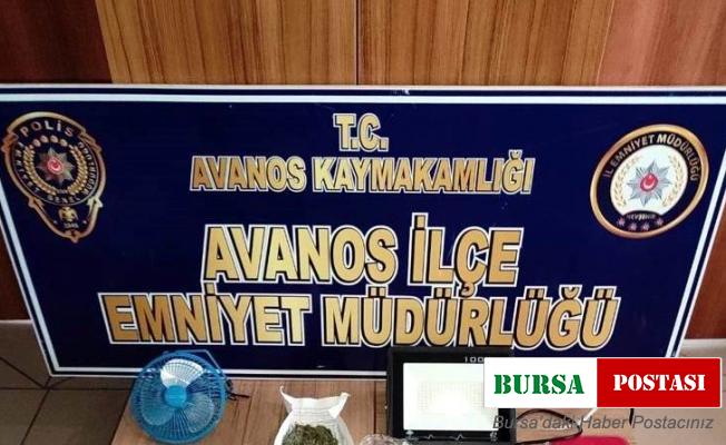 Saksıda uyuşturucu yetiştirmiş