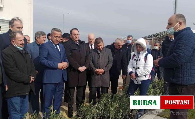 Samsun’da zeytin yetiştiriciliği artırılıyor