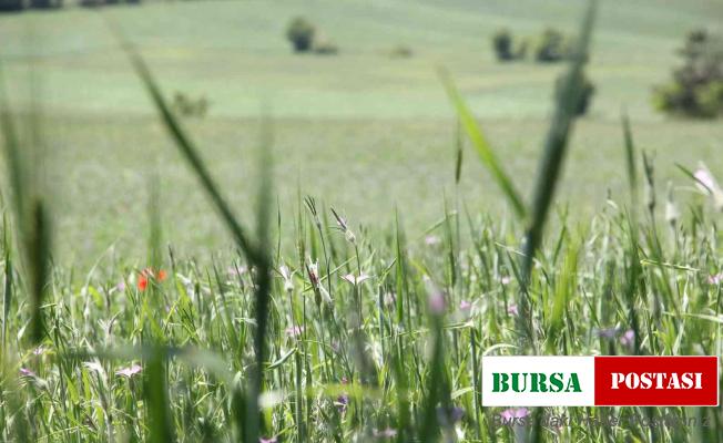 Samsun’un kaba yem ihtiyacı 1,2 milyon ton