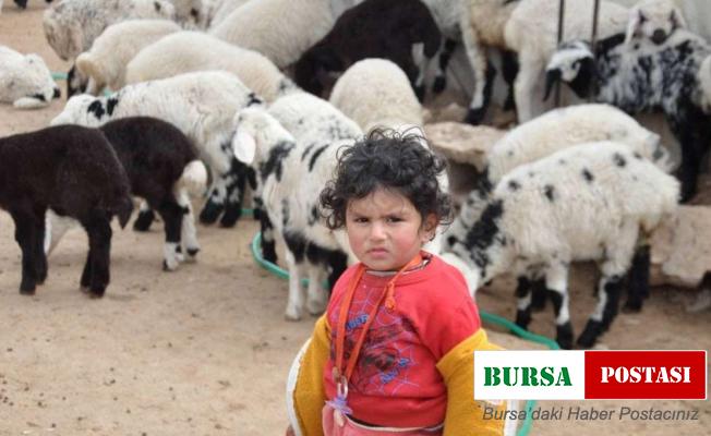 Şanlıurfa’da göçerlerin göç hazırlığı başladı
