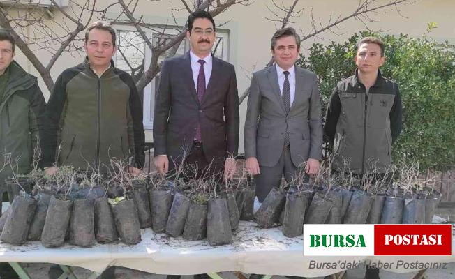 Selendili üreticilere hünnap fidanı dağıtıldı