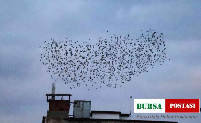 Sığırcık kuşlarının gün doğumu dansı görenleri mest etti