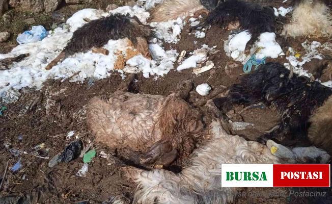 Siirt’te hayvanları telef olan besici yardım bekliyor