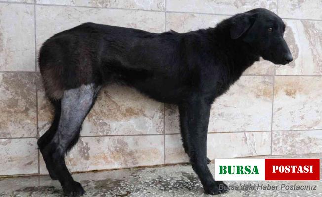 Silahla vurularak yaralanan köpek Patilik’te iyileşti