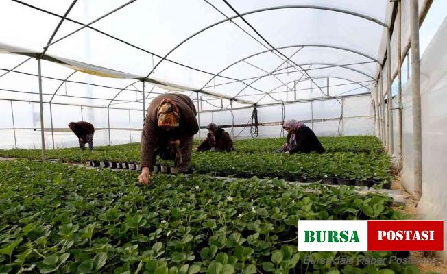 Silifkeli kadınların saksıda ürettikleri çilek fideleri zincir marketlerde satılacak