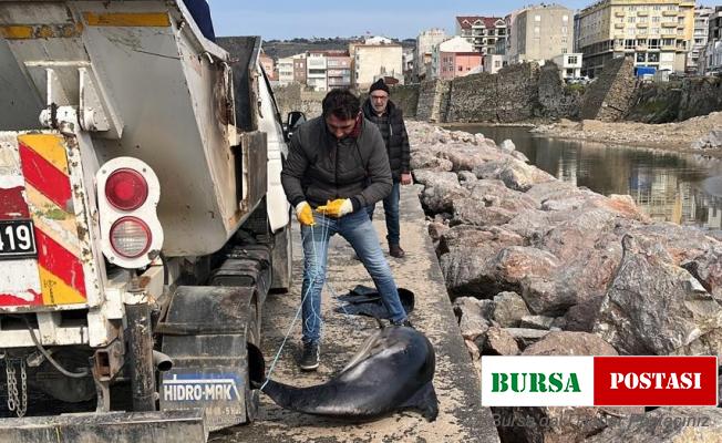 Sinop’ta ölü yunuslar kıyıya vurdu