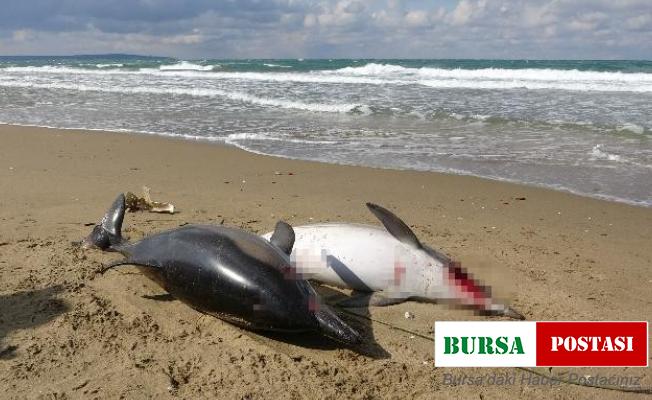 Sinop’taki yunus balığı ölümleri araştırılıyor