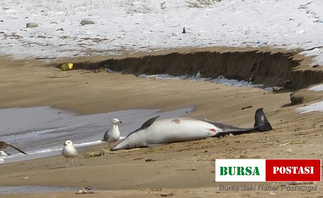 Sinop’taki yunusların ölüm sebebi ‘boğulma’