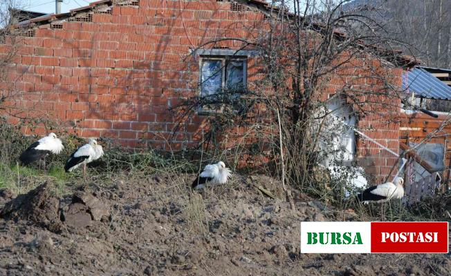 Soğuktan etkilenen leyleklere belediye ve veteriner kontrolü