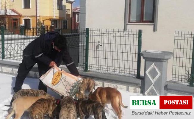 Sokak hayvanları için mama ve yem bırakıldı