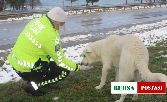 Sokak hayvanlarını elleriyle beslediler
