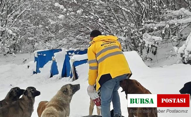 Sokaktaki canlar aç kalmıyor