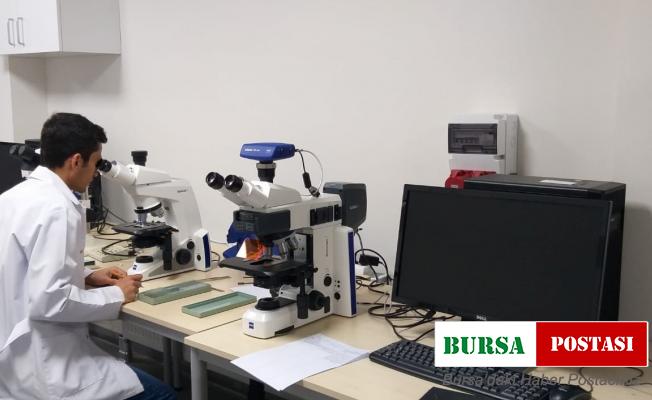 SUBÜ’nün çalışmalarıyla fındıkta tozlanma meselesi çözülecek