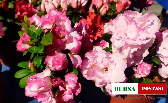 Tarihi Salı Pazarı çiçeklerle renklendi