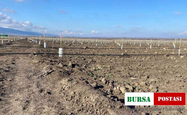 Tarım arazilerine yabancı yatırımcı ilgisi