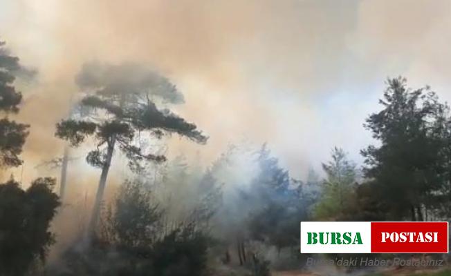 Tarsus’ta orman yangını
