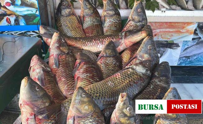 Tatlı sularda avlanma yasağı başladı