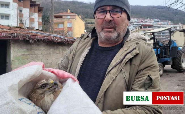 Tavuklarının yanında bulduğu yaralı şahini ekiplere teslim etti