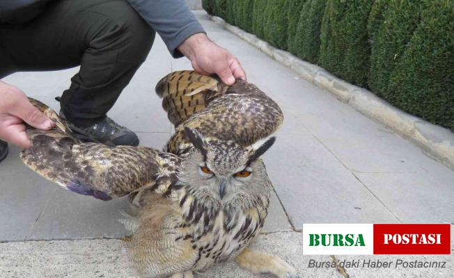 Tedavi edilen Puhu kuşu doğaya salındı
