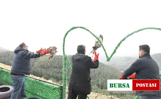 Tedavileri tamamlanan 3 adet kızıl Şahin, Belen’de özgürlüğüne kavuştu