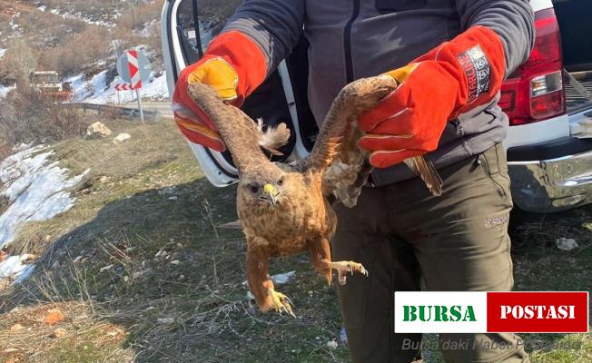 Tedavisi tamamlanan kızıl şahin doğaya bırakıldı